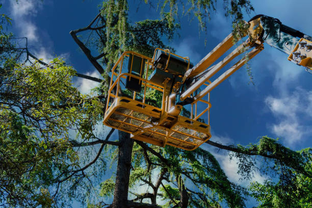  Lake Mack Forest Hills, FL Tree Removal and Landscaping Services Pros